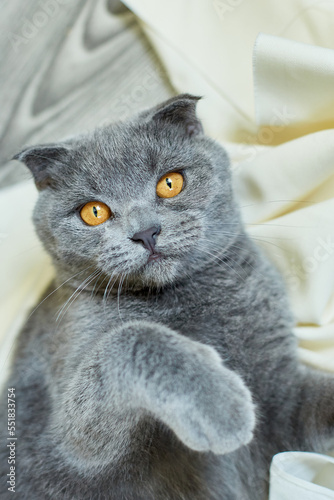 Cozy gray Scottish fold cat laying under blanket on a bed at home. Top view.