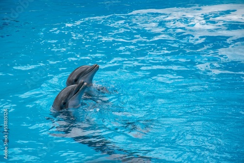 Dolphins in the water