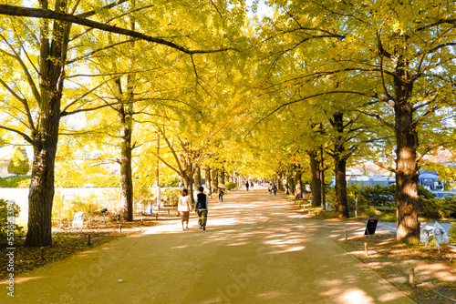 昭和記念公園「いちょう並木」