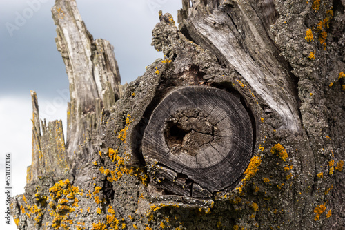 Close-up of a broken thick tree on the background of the sky with clouds. The tree had already rotted and was covered with lichen