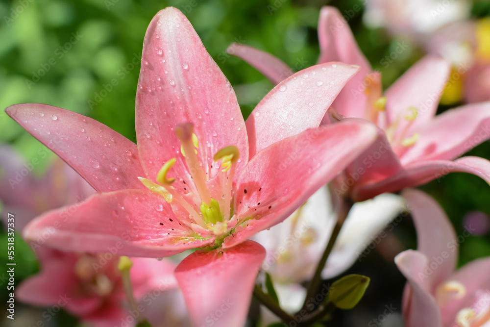 Pink lilies bloom in the garden under the rays of the sun, after the rain Pink lilies bloom in the garden under the rays of the sun, after the rain
