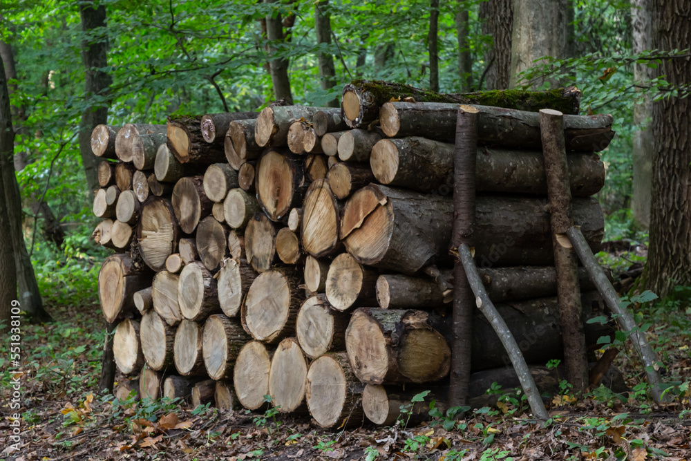 A glade in the forest with folded firewood for a firebox against the background of trees A glade in the forest with folded firewood for a firebox against the background of trees