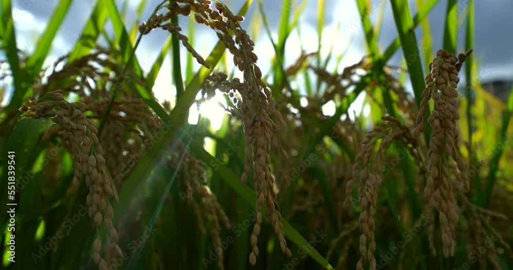 Rice farmers here still plant and harvest their crops by hand Rice farmers here still plant and harvest their crops by hand