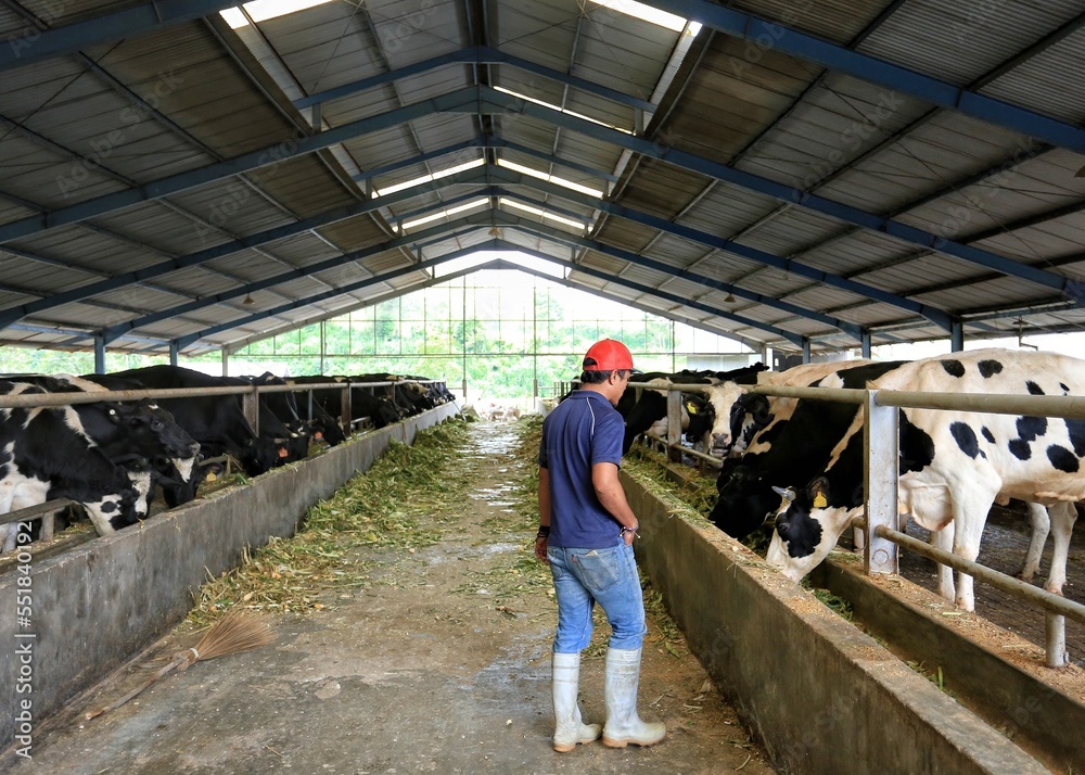 Modern cattle ranch on a dairy farm in Medan, Indonesia. A man feeds the sapa with grass
