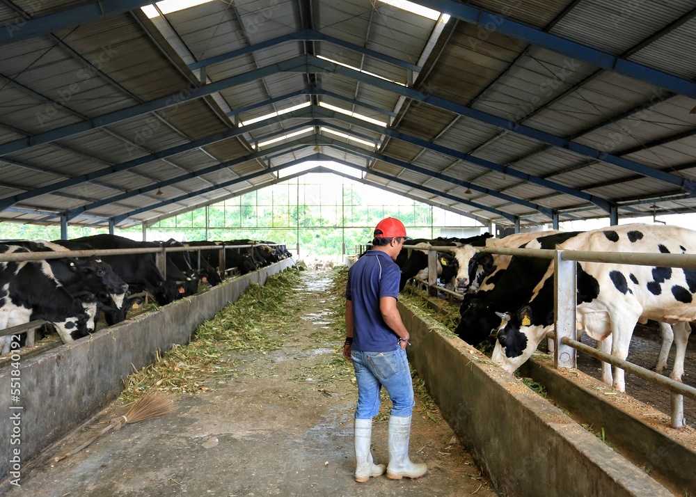 Modern cattle ranch on a dairy farm in Medan, Indonesia. A man feeds the sapa with grass Modern cattle ranch on a dairy farm in Medan, Indonesia. A man feeds the sapa with grass