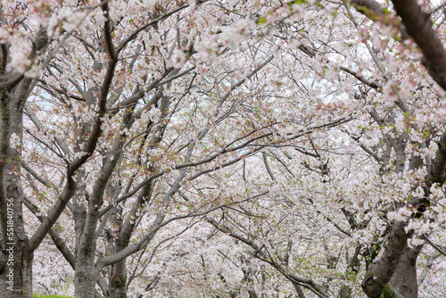 小城公園の桜並木「佐賀県」