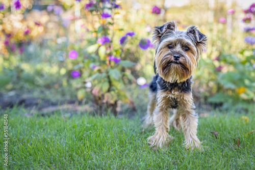 Dog yorkshire terrier on the walk in the garden with flowers