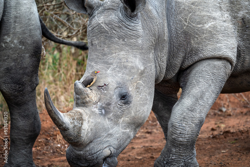 White Rhino Closeup