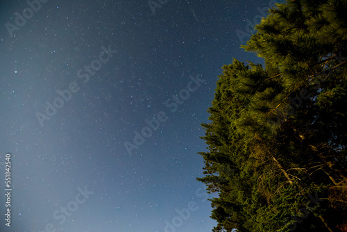 Gazing at the night sky from below the tree canopy.