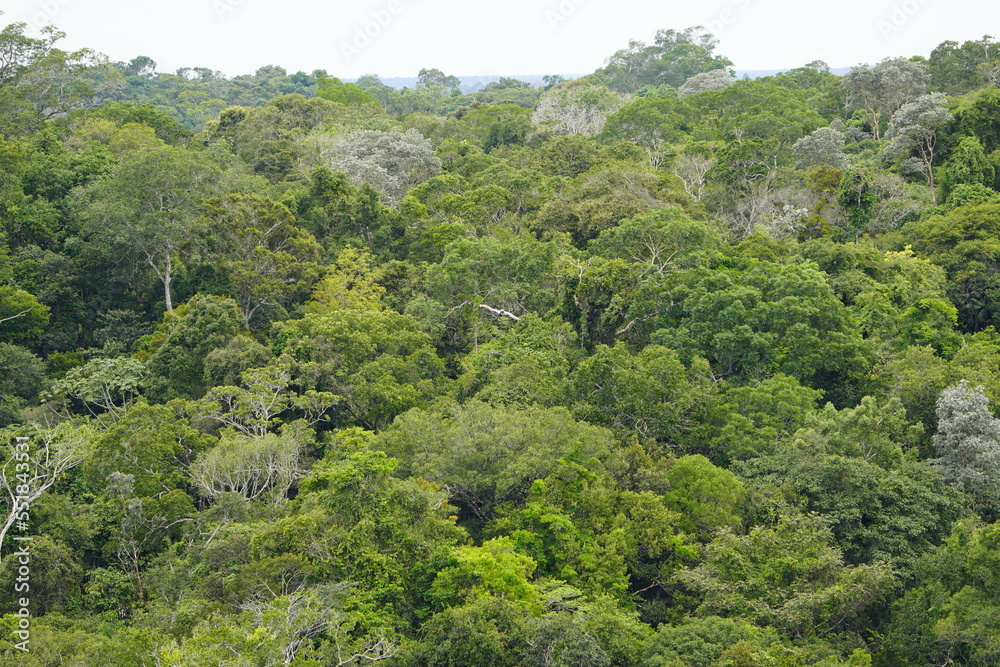 There is still existing rainforest. Here near Cidade de Deus, Manaus - Amazonas, Brazil.