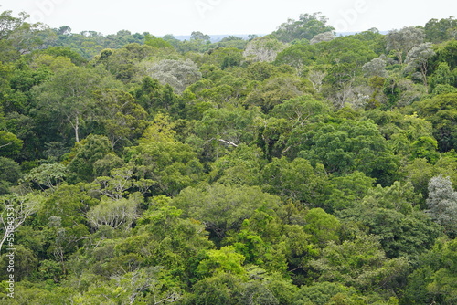 There is still existing rainforest. Here near Cidade de Deus  Manaus - Amazonas  Brazil.