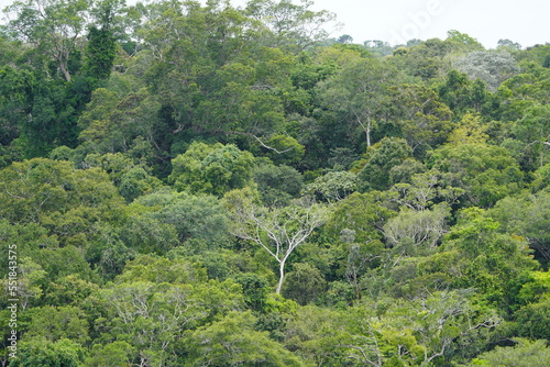 There is still existing rainforest. Here near Cidade de Deus, Manaus - Amazonas, Brazil.