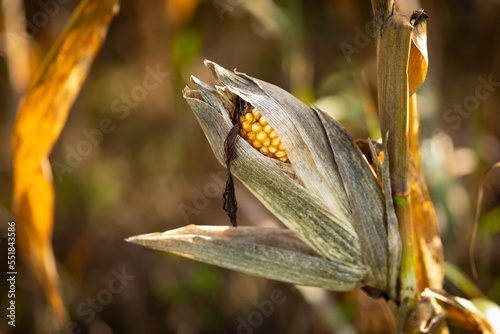 Espiga de maíz (Zea mays) en un campo listo para cosechar (agricultura, otoño)