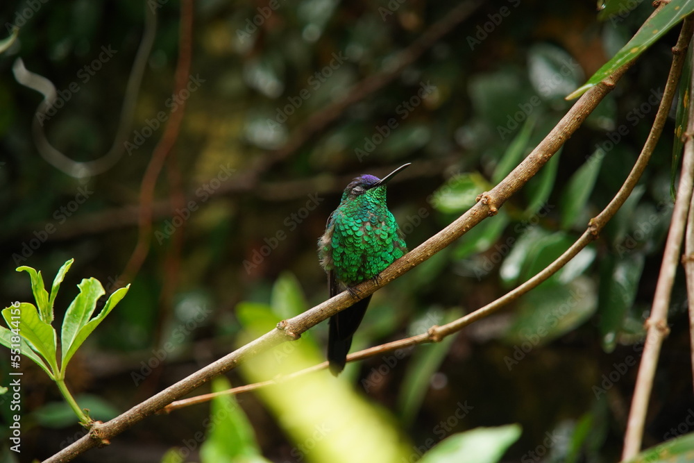 Fototapeta premium Violet-capped Woodnymph Hummingbird on a branch