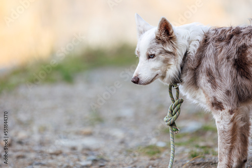 Husky - Snow Dog - Chien de Motagne photo