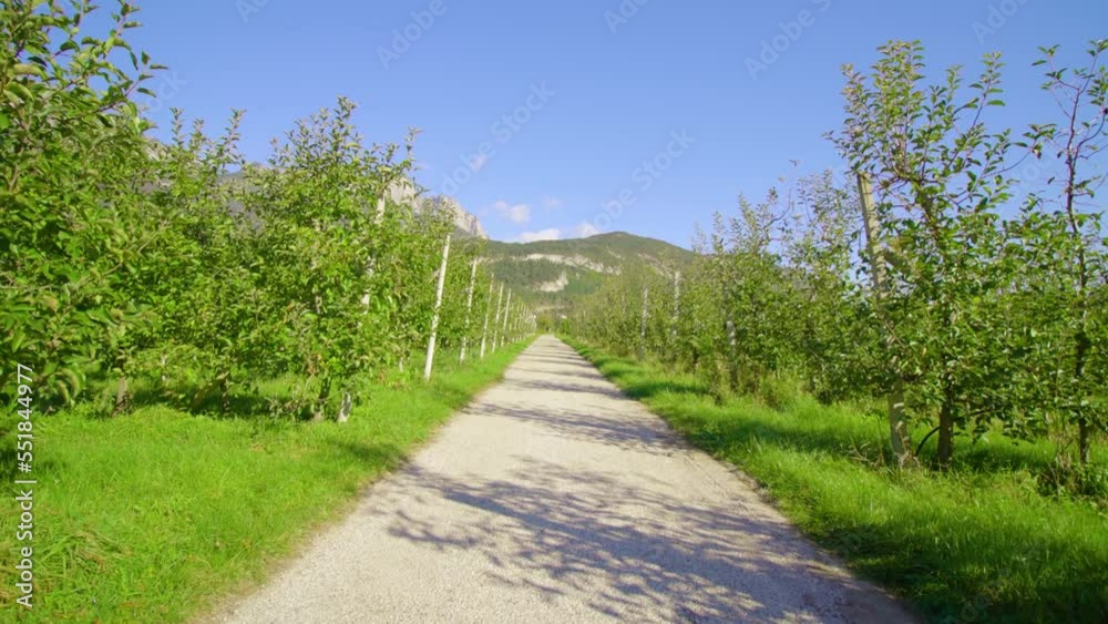 Long wide pebble stone road stretches dividing apple garden parts leading to high mountains under blue sky in countryside push in Long wide pebble stone road stretches dividing apple garden parts leading to high mountains under blue sky in countryside push in