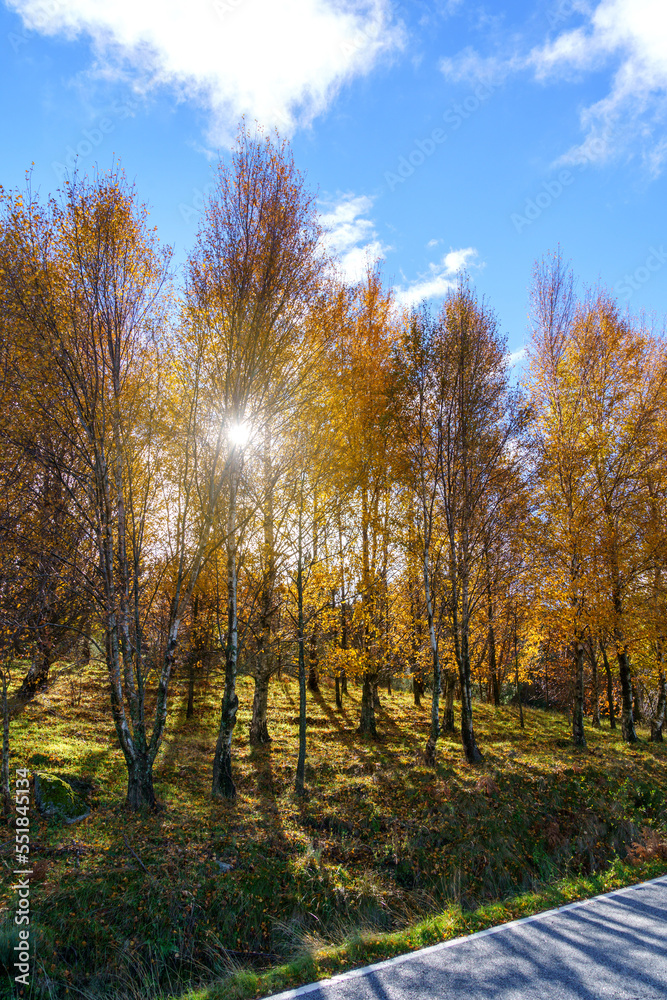 hillside grove of trees in autumn colors