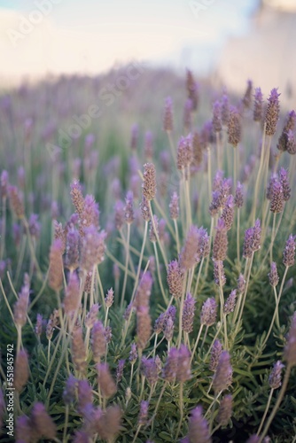 Beautiful lavender field in region