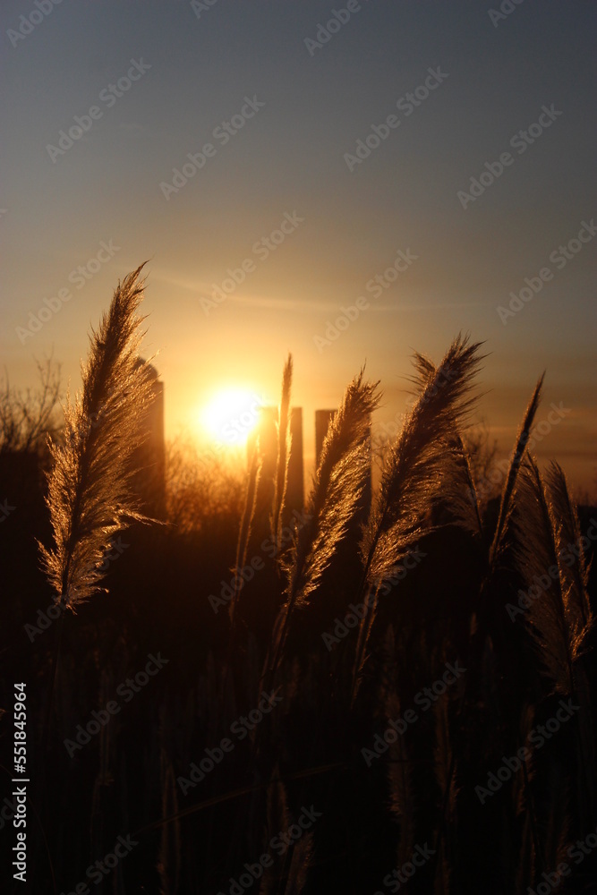 sunset in the field