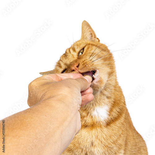 Head shot of male ginger senior house cat, sitting up facing front. Human hand feading it. Isolated on a white background. photo