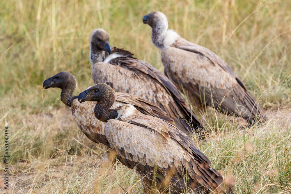 Flock with White-backed vulture sitting on the ground and waiting Flock with White-backed vulture sitting on the ground and waiting