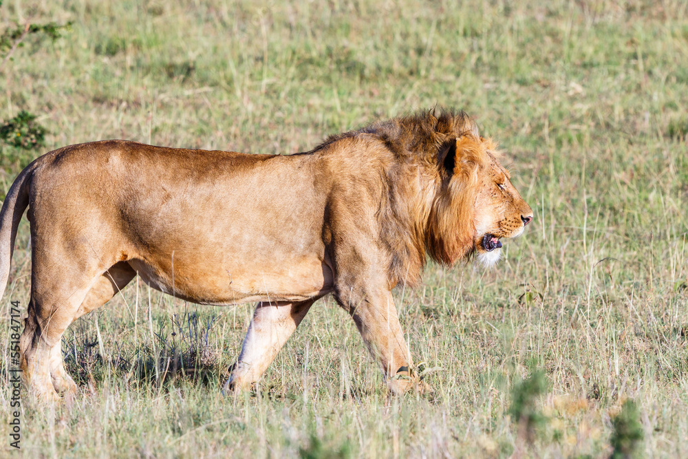 Wandering male lion on the savannah Wandering male lion on the savannah