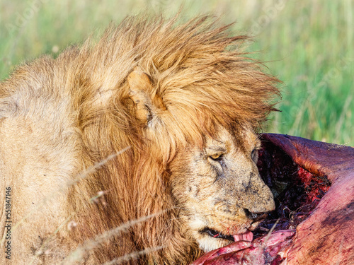 Fototapeta Naklejka Na Ścianę i Meble -  Lion eating from a carcass