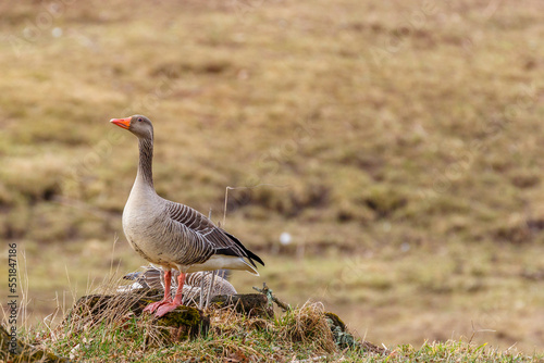 Greylag goose in a meadow