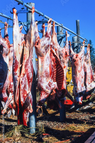 Hanging slaughtered reindeer outdoors in autumn