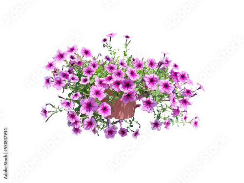 Bouquet, Bunch, shrub of flowers. Rose periwinkle. primrose. (red, pink) Rose Four o'clock Flower. Colorful flowers, primula vulgaris are blooming. On white background.