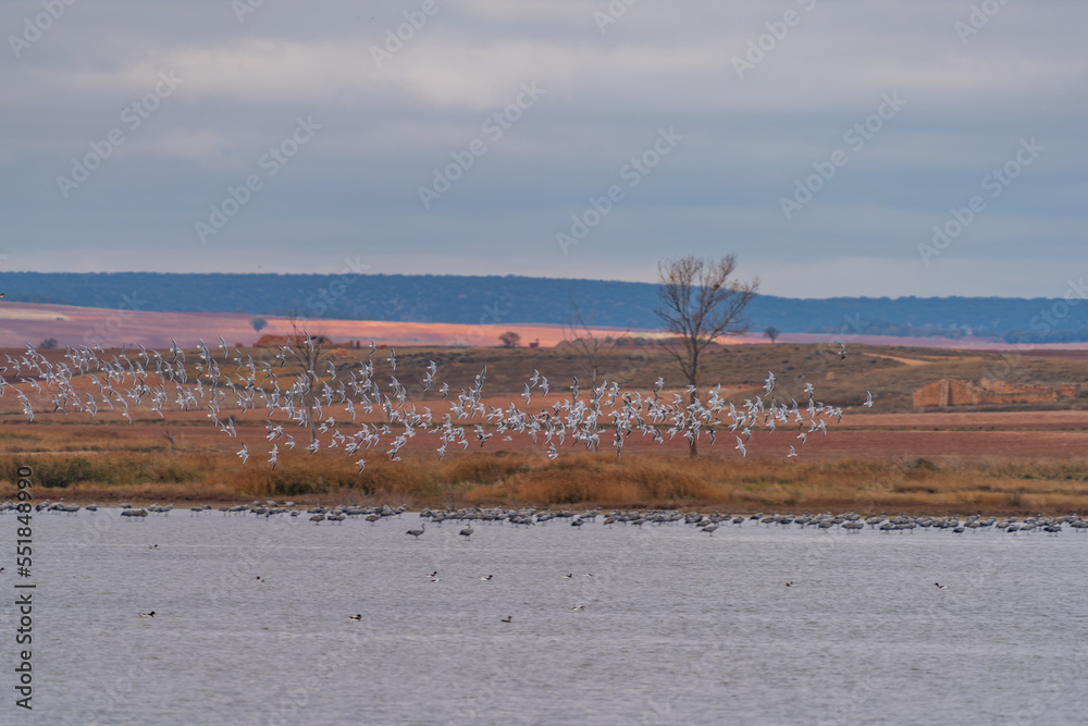 Large group of birds flying over the lake Large group of birds flying over the lake