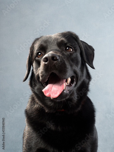 Portrait of a dog on blue background