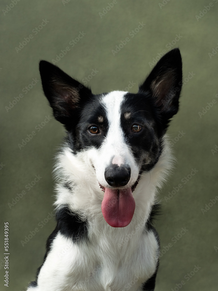 Portrait of a dog on a green canvas, studio shot