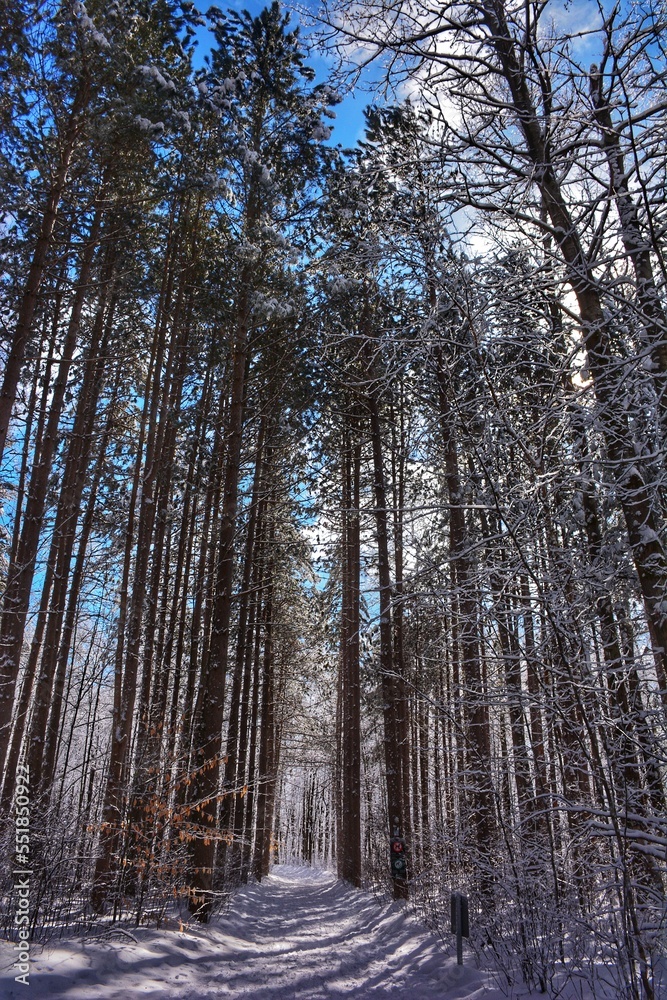 Fototapeta premium Pine forest in winter, Pine Grove, Ottawa, Canada
