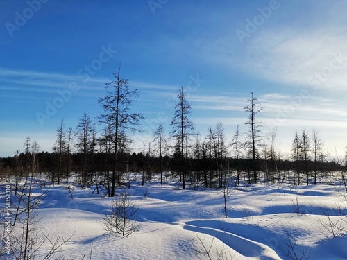 winter landscape with trees, Mer Bleue, Ottawa, Canada