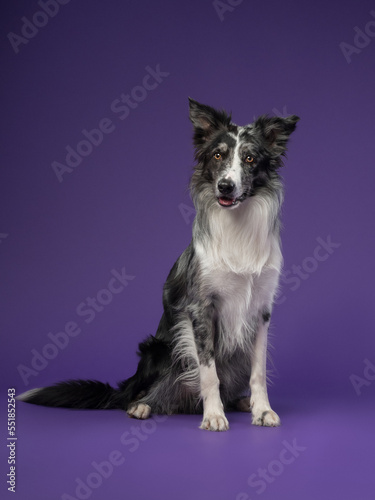 Portrait of a marble border collie on a violet background © Daria