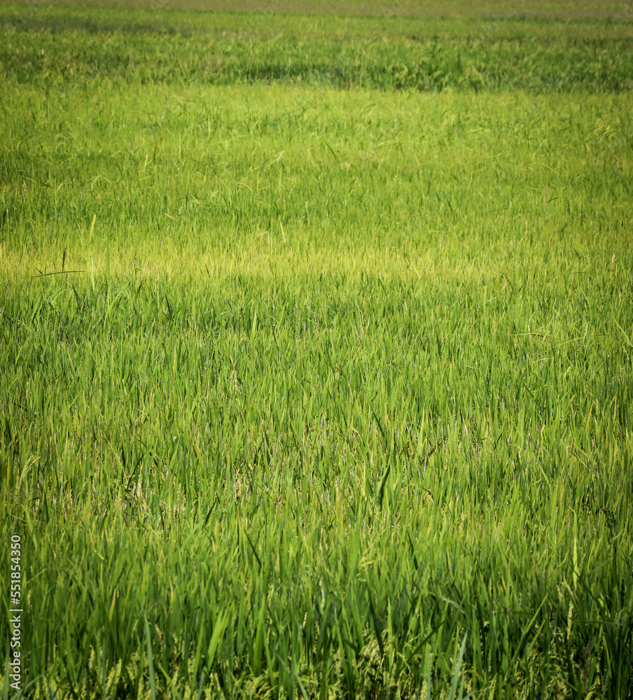 green rice field