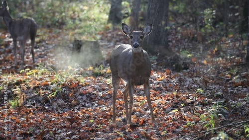 White-tailed doe (Odocoileus virginianus) in the forest during autumn snorting, blowing and stomping to signal danger. 
