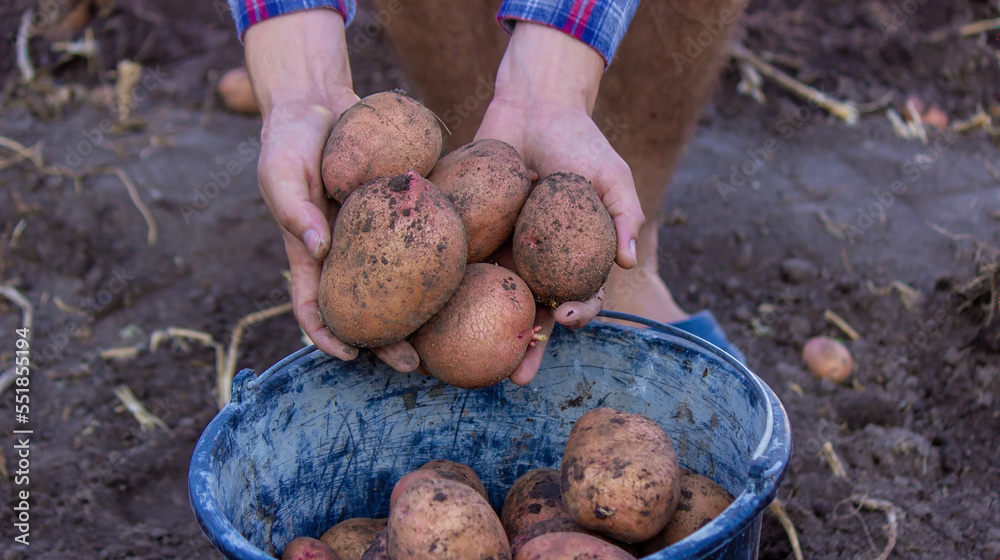 Shovel and potatoes in the garden. The farmer holds potatoes in his hands. Shovel and potatoes in the garden. The farmer holds potatoes in his hands.