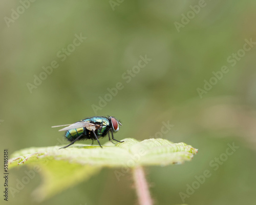 The common green bottle fly, blowfly, with brilliant green, blue and golden metallic coloration.