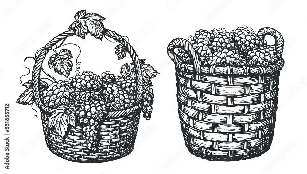 Basket with ripe grapes isolated on white. Vineyard concept. Sketch vector illustration in vintage engraving style - obrazy, fototapety, plakaty 