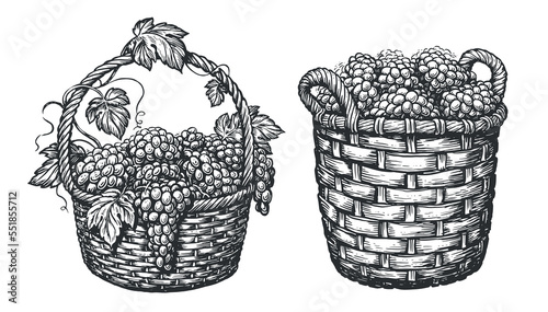 Basket with ripe grapes isolated on white. Vineyard concept. Sketch vector illustration in vintage engraving style