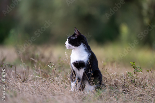 beautiful black and white young cat in the garden. yellow eyes cat.