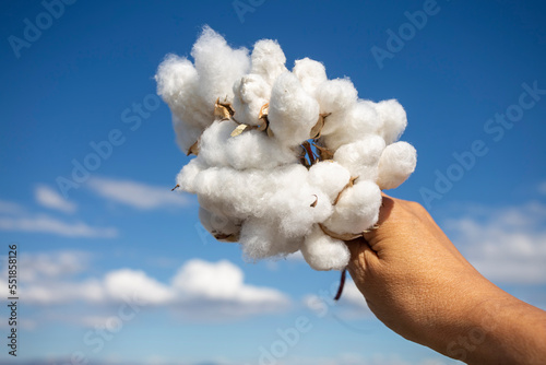 Fotografie Human-handed cotton bolls towards the sky, cotton field