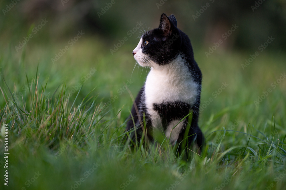 beautiful black and white young cat in the garden. yellow eyes cat.
