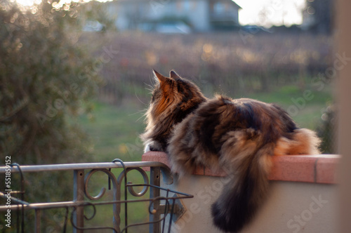 norwegian forest cat looking at the landscape on the balcony of the house