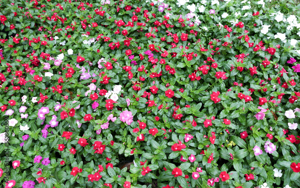 Catharanthus roseus in red, white and purple in the garden