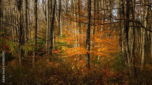 Autumn in the Forest at Stokes State Forest New Jersey © frank1crayon