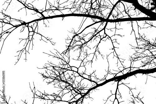 Tree branch silhouette on transparent background