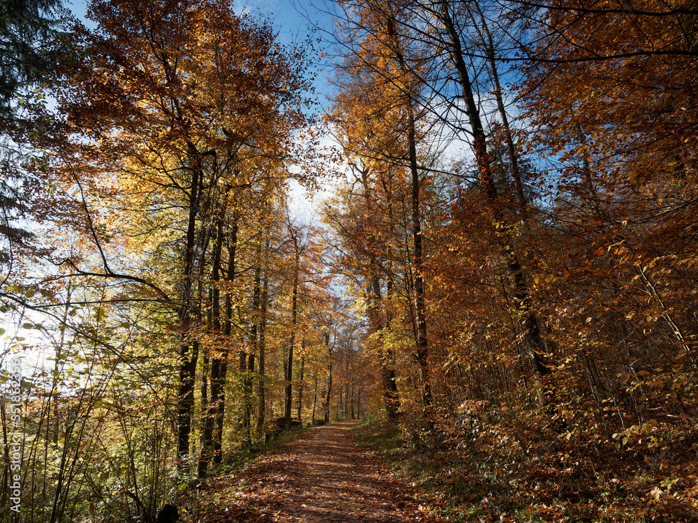 Forest path lined with trees in autumn colored leaves around Kandern town in the heart of Markgräflerland at the foot of the Black Forest in Germany